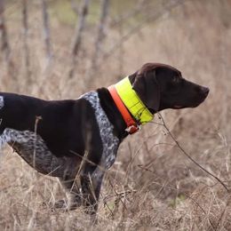 German Shorthaired Pointers from Myers' Shorthairs