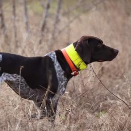 German Shorthaired Pointers from Myers' Shorthairs