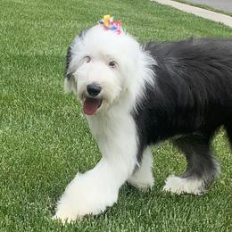 Iris - Old English Sheepdog