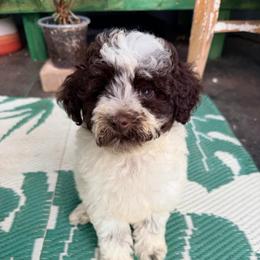 Fawn with training - Brown and white female Cockapoo puppy in Boonville, North Carolina from Doods & Dolls