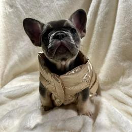 TAMERA - Blue female French Bulldog puppy in Sebring, Florida from Jasmine's French Bulldogs