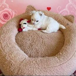 Casper - Fawn and white male Chihuahua puppy in Ochlocknee, Georgia from High Cotton Chihuahuas
