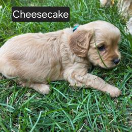Cheesecake - Cream female Cavapoo puppy in Lewisburg, Pennsylvania from Jessie's Puppies