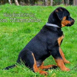Rottweiler Puppies from Titanenheim Rottweilers