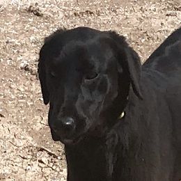 Cat - Labrador Retriever