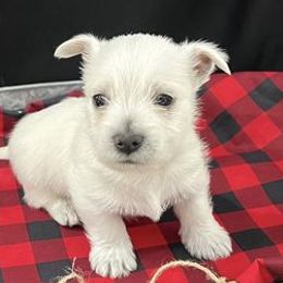 West Highland White Terriers from Scotty's Westies