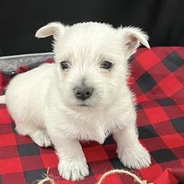 West Highland White Terriers from Scotty's Westies