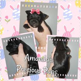 Jetta - Black and tan female Yorkshire Terrier puppy in Wartburg, Tennessee from Amanda's Precious Pups