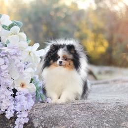 Pumpkin - Pomeranian