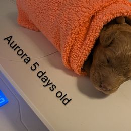 Aurora (pink collar) - Red  female Goldendoodle puppy in Citrus Heights, California from Grandpaw's Golden Doodles