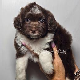 Congo - Brown and white female Aussiedoodle puppy in Cleveland, Georgia from Jam's Doodles And Poodles