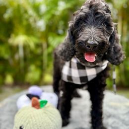 Rocko - Black male Goldendoodle puppy in Palm Beach, Florida from Cuddly Doodles
