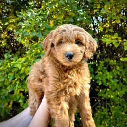 Tide - Red  male Goldendoodle puppy in Sugar City, Idaho from Idaho Sugar Doodle Pups