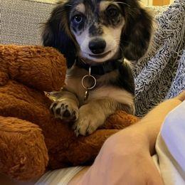 Dachshund Puppies from Heart 2 Heart Puppies