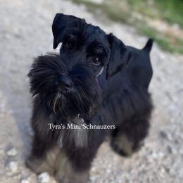 Viper - Miniature Schnauzer