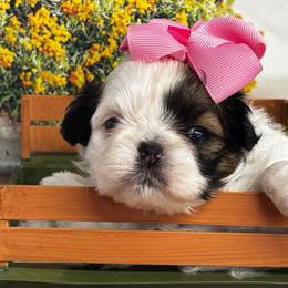 Macy - Black and white female Shih Tzu puppy in Claremont, California from Lovable Shih Tzus
