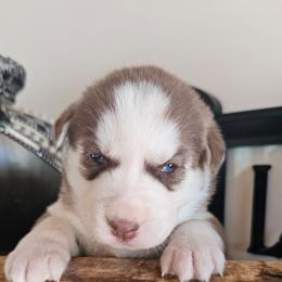 Luna - Sable and white female Siberian Husky puppy in Springfield, Massachusetts from 16acreshuskies