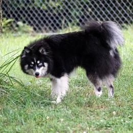 Pomsky, Shetland Sheepdog, and Toy Shetland Sheepdog Puppies from Mountain High Kennels