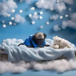 Pug Puppies from Precious Paws