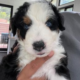 Aussiedoodle and Australian Shepherd Puppies from Loving Puppy Paws Kennel