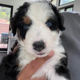 Aussiedoodle and Australian Shepherd Puppies from Loving Puppy Paws Kennel
