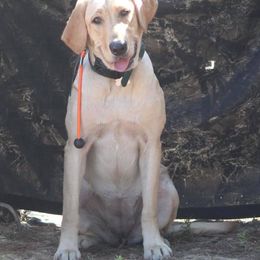 Rita - Labrador Retriever