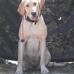 Rita - Labrador Retriever