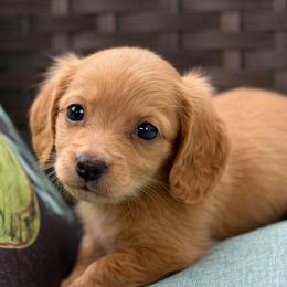 Birch - Cream male Dachshund puppy in Salem, Oregon from Longdox Mini Dachshunds