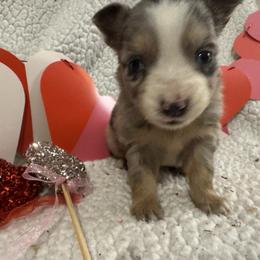 Berry - Blue merle female Toy Australian Shepherd puppy in Morganfield, Kentucky from 4T Toy and Mini Australian Shepherds