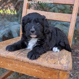 Wilma - Black and white female Aussiedoodle puppy in Lake Bronson, Minnesota from Jupiter Doodles