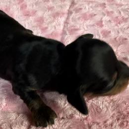 Sierra - Black and tan female Dachshund puppy in Salem, Oregon from Longdox Mini Dachshunds