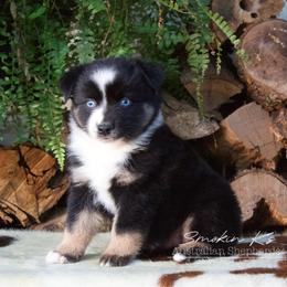 Cedar - Black tri-color male Australian Shepherd puppy in Grapeland, Texas from Smokin K Aussies