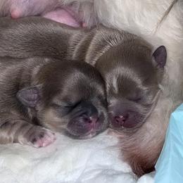 Shih Tzu Puppies from P&B Tzu Tribe