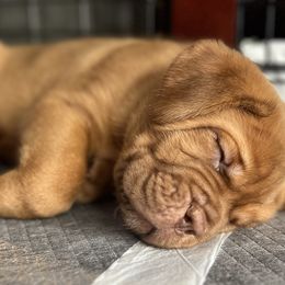 Dogue de Bordeaux Puppies from Rogue Bordeaux