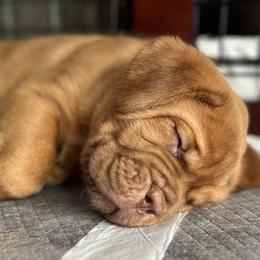 Dogue de Bordeaux Puppies from Rogue Bordeaux