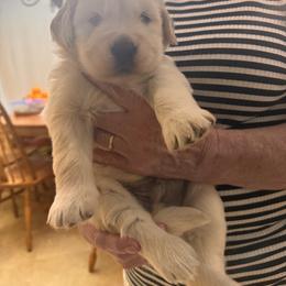 Boy teal - Light golden male Golden Retriever puppy in Chesapeake, Virginia from Goldilocks Golden Retrievers