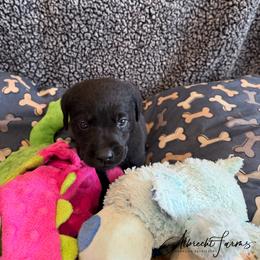 Red Boy - Black male Labrador Retriever puppy in Colorado from Albrecht Farms Labrador Retrievers