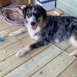 Australian Shepherd Puppies from Janovsky Australian Shepherds