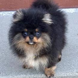 Pomeranian puppies from WestCoast Pomeranians