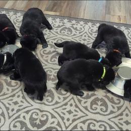 Black Newfoundland Female 1 - Black female Newfoundland puppy in Burfordville, Missouri from Umfleet Farms