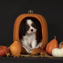Alfie - Tri-color male Cavalier King Charles Spaniel puppy in Katy, Texas from Katy Cavaliers