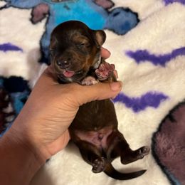 Grey collar - Chocolate and tan male Dachshund puppy in San Antonio, Texas from Corazon Mio Dachshunds