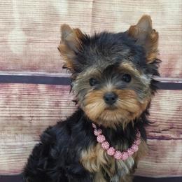 Dolly - Blue and gold female Yorkshire Terrier puppy in Monticello, Iowa from Ashley’s Puppies