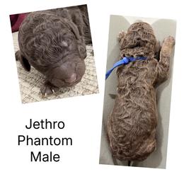 Jethro - Phantom male Goldendoodle puppy in Joilet, Montana from L&Z Goldendoodles