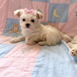 Roxy - Gold female Morkie puppy in Fall River, Massachusetts from Exquisite Babydoll Morkies and Yorkies