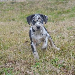 Girl 3 - Catahoula Leopard Dog puppy in Cordova, Tennessee from Dawson Hollow Catahoulas