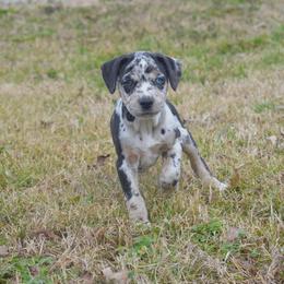 Girl 3 - Catahoula Leopard Dog puppy in Cordova, Tennessee from Dawson Hollow Catahoulas