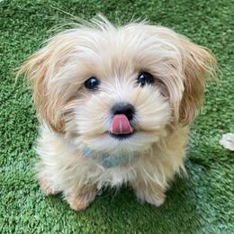 Cavachons, Cavalier King Charles Spaniels, Cavapoos, and Poodles from Tinkerpups