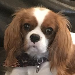 Darci - Cavalier King Charles Spaniel