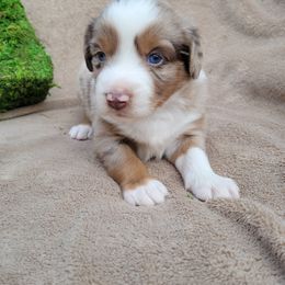 Miniature American Shepherd and Miniature Australian Shepherd Puppies from ATX Mini Aussies